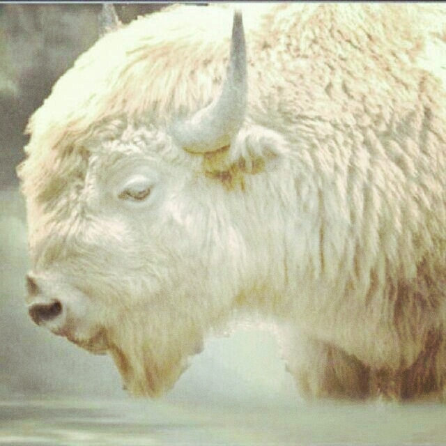 white buffalo