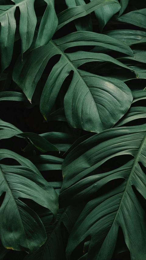papéis de parede botany, leaf