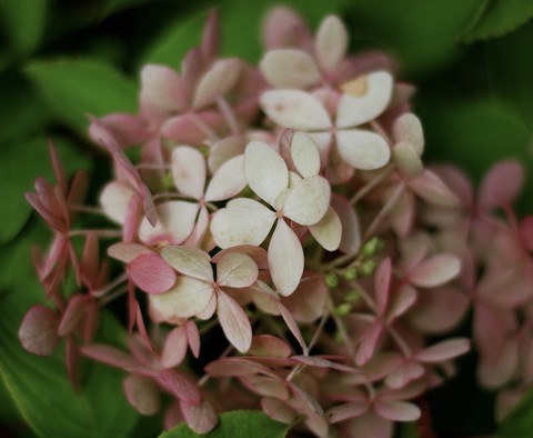 тапети insect, petal
