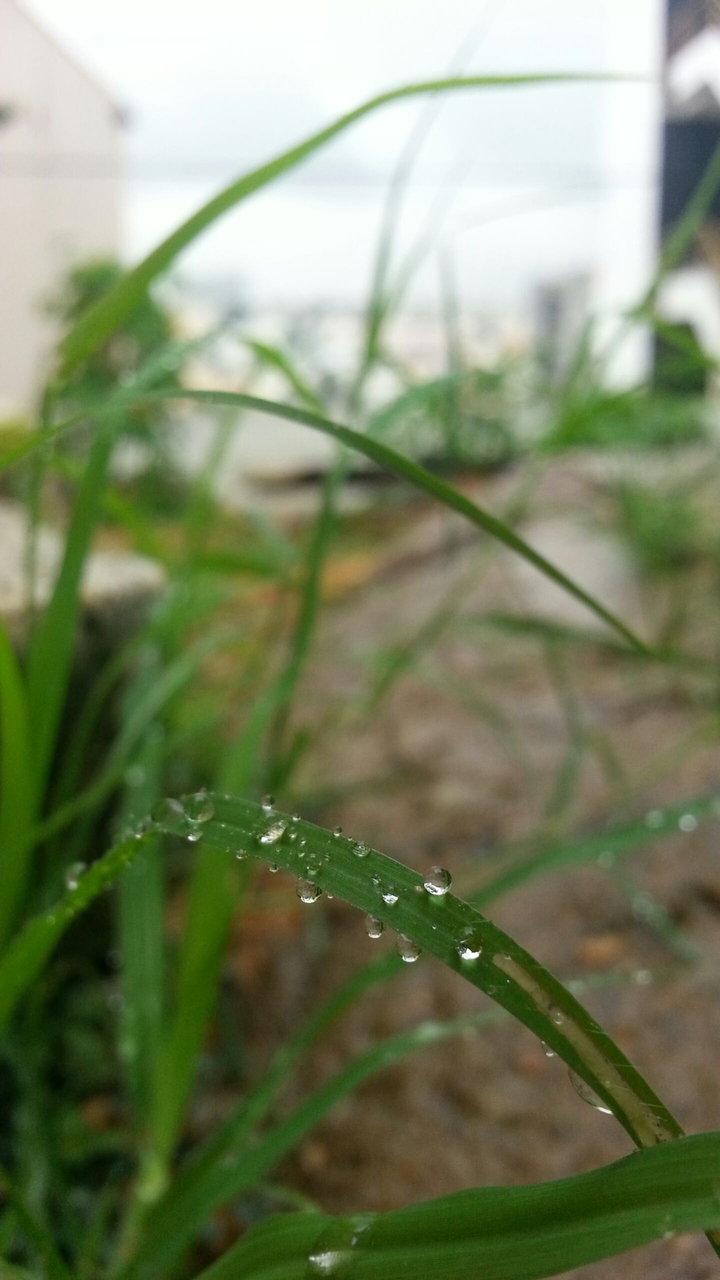 Water Droplets