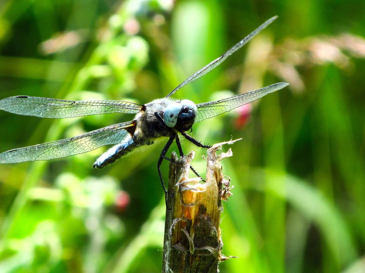 Dragonfly