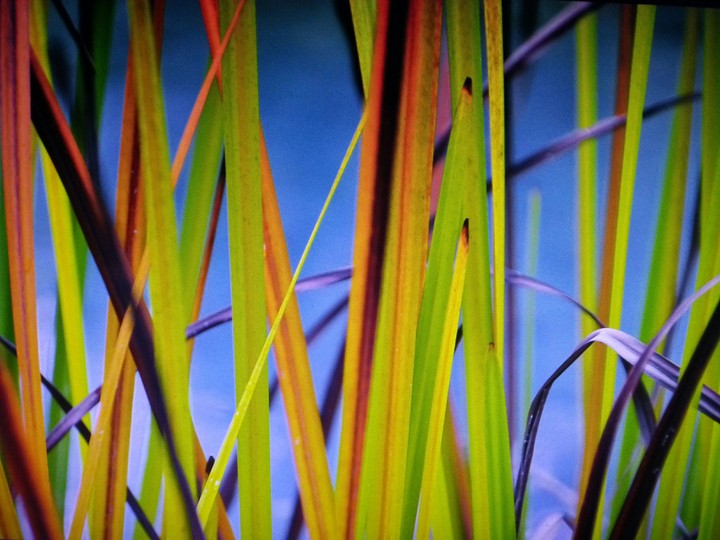 Buntes Gras