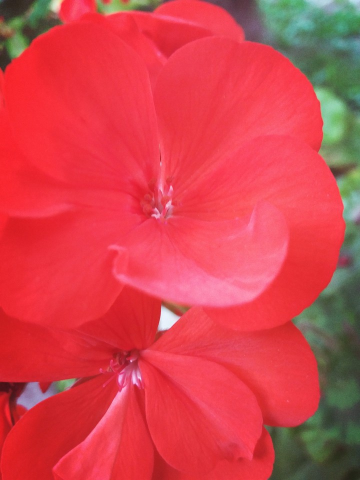 la fleurouge