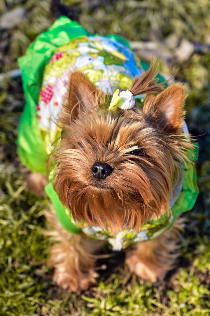 dog