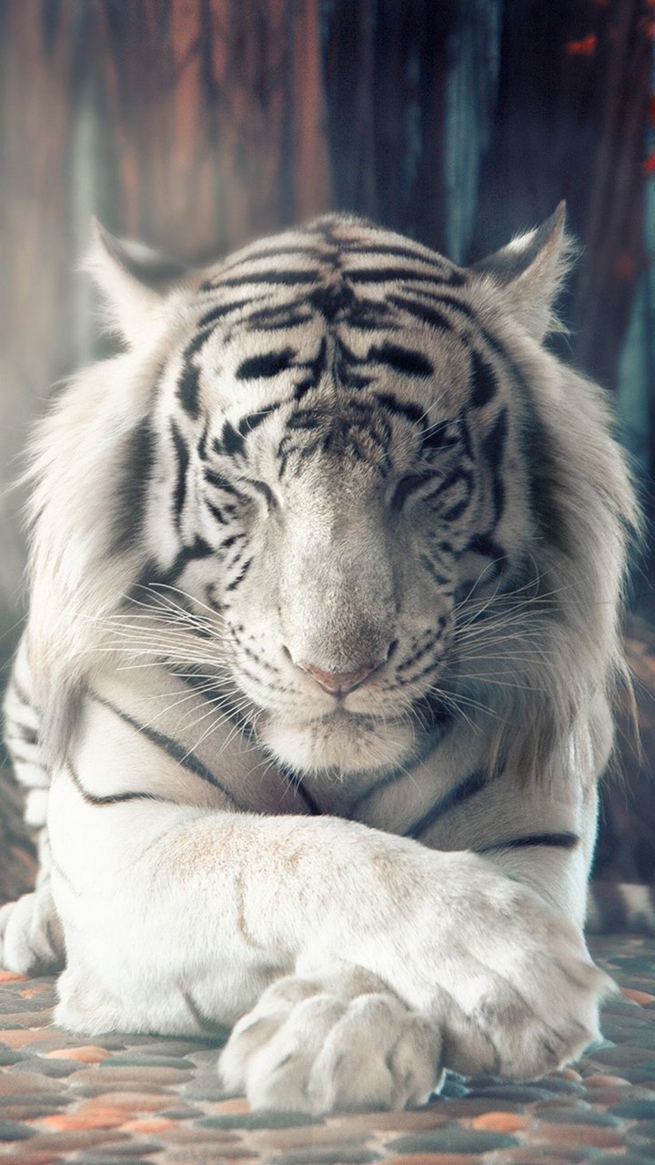 tiger