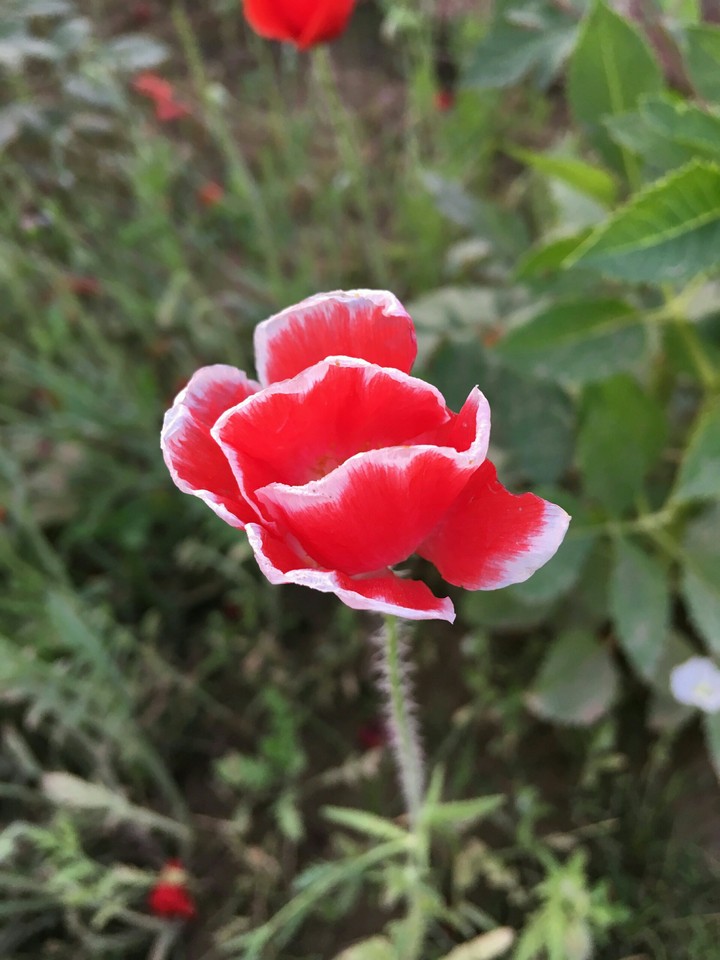 lovely