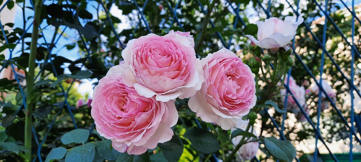 rose