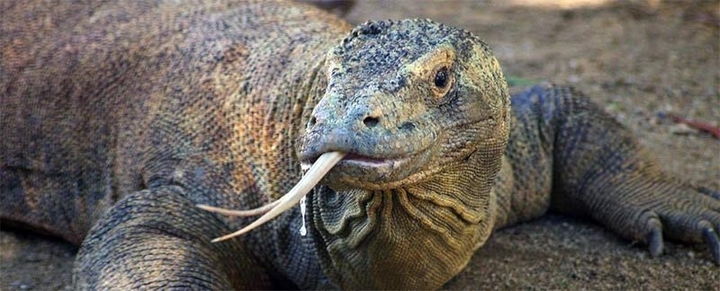 varano di komodo