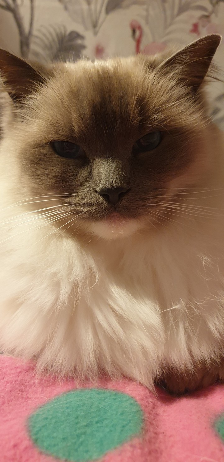 winter fluffball