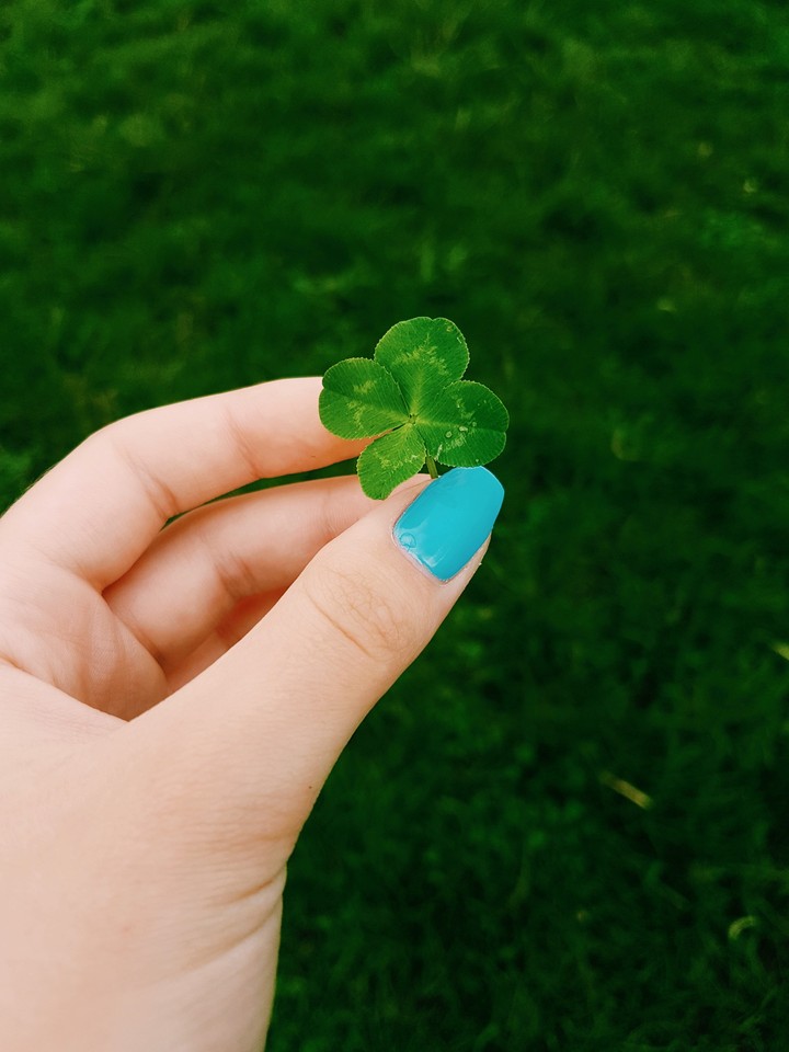 four leaf clover will bring you luck