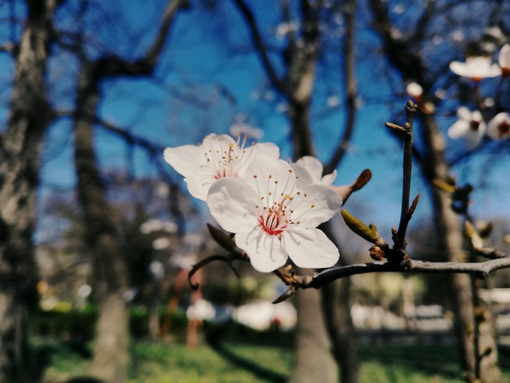 spring is here