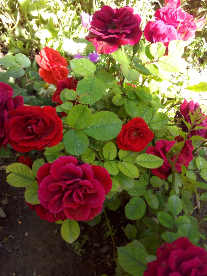 flower