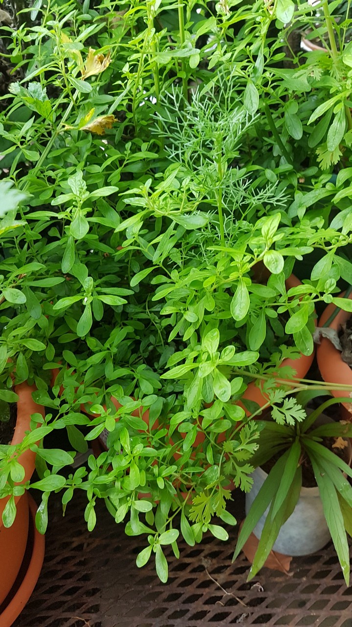 menta