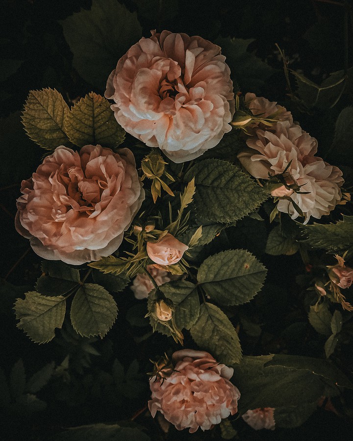 Flower aesthetic