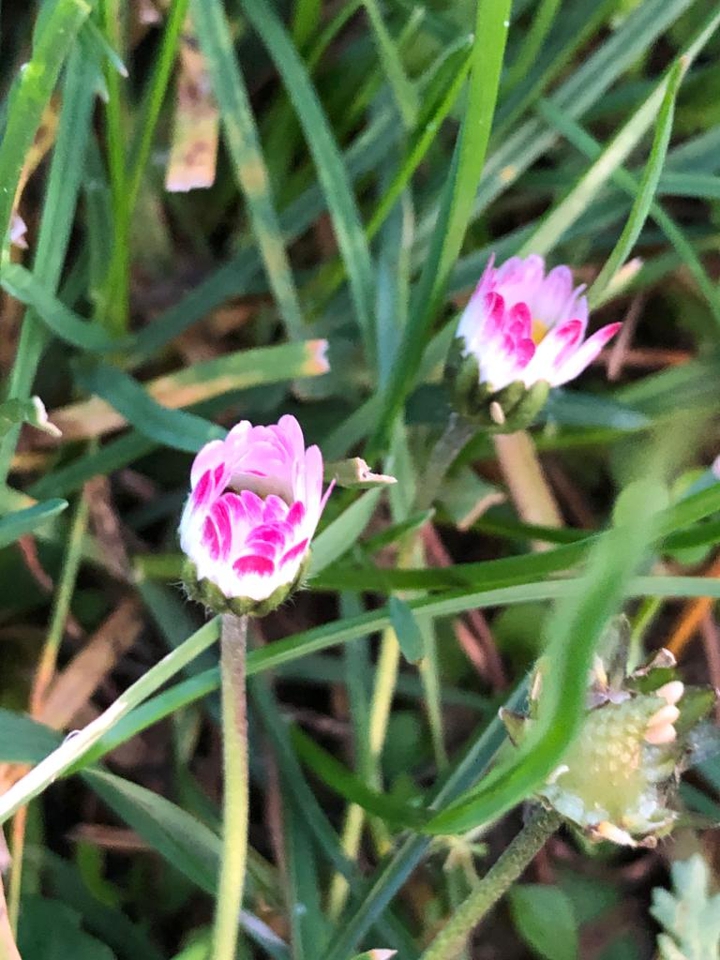 tiny wonders...