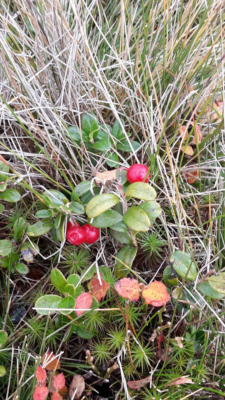 cranberry