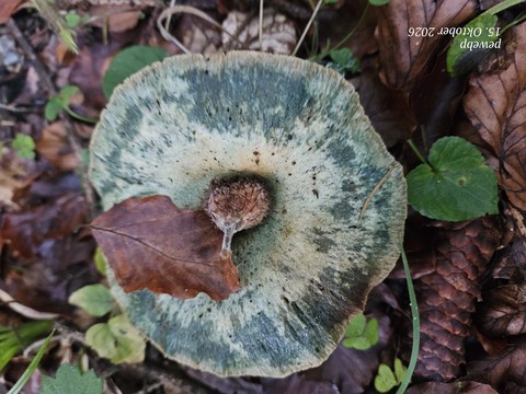 Leaf, Fungus, Nature