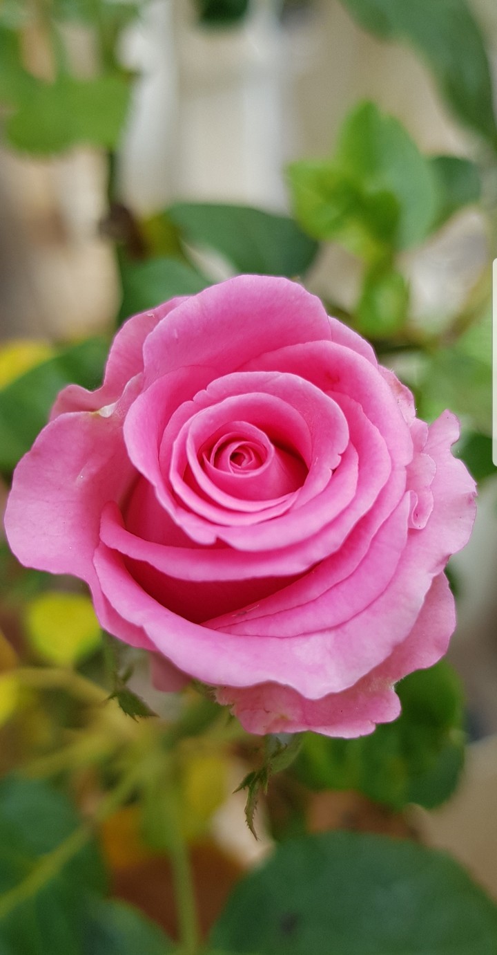 pink Rose