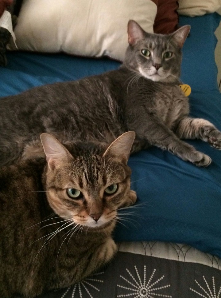Bella and Buddie Rescues