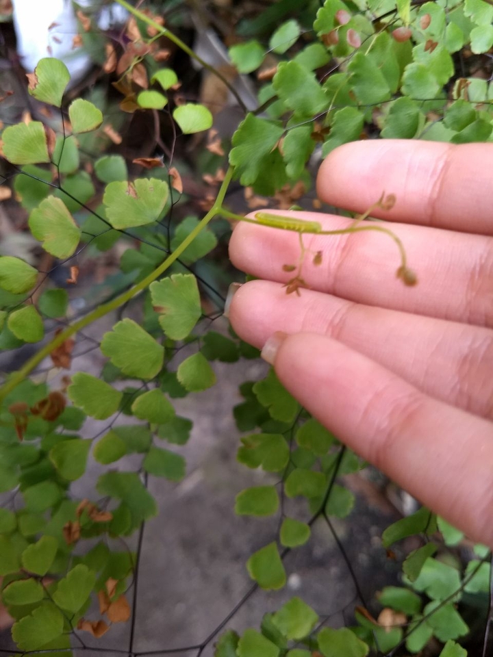 lagarta na planta