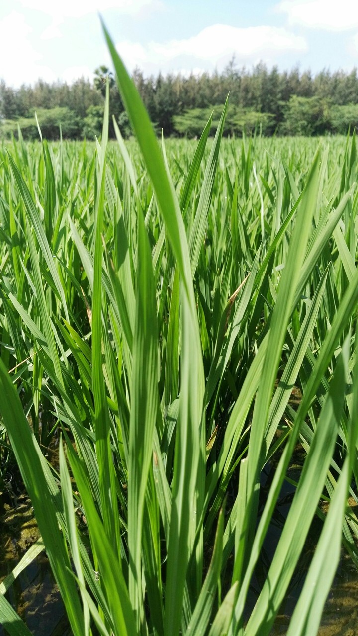 rice plant