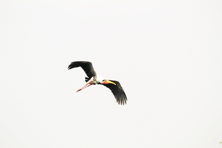 bird