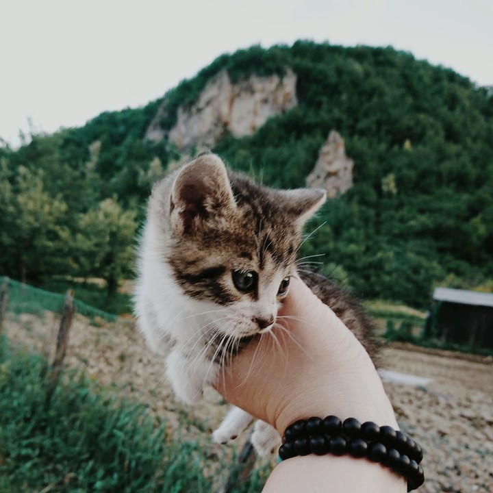Name is bunny