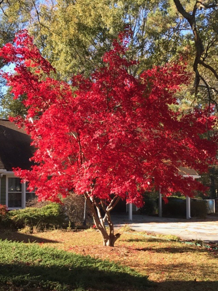 Fall Japanese Maple