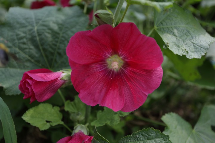 Plant
