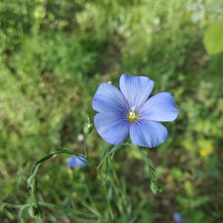 blue flower