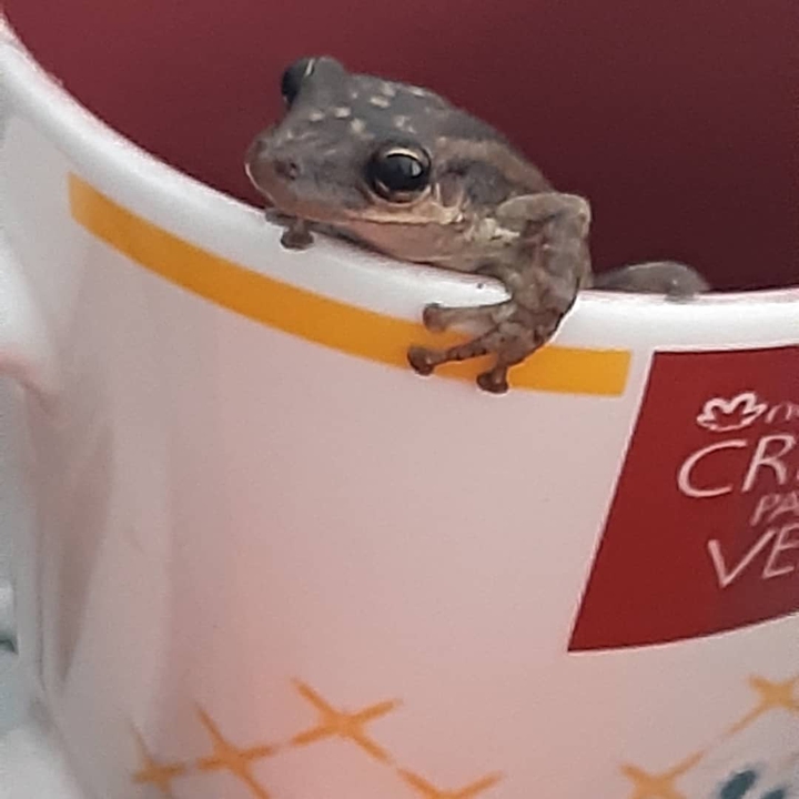 froggy