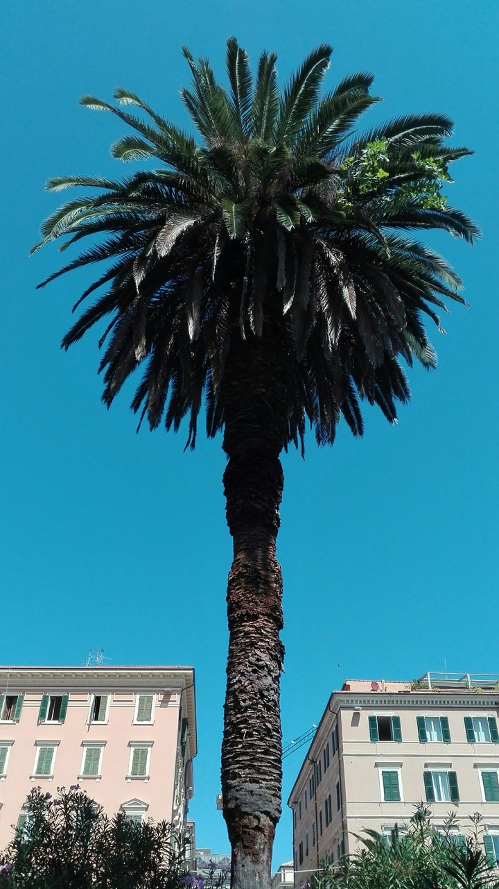 palma