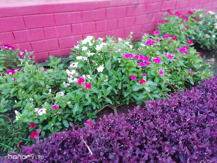 beautiful combination of little cute flowers..