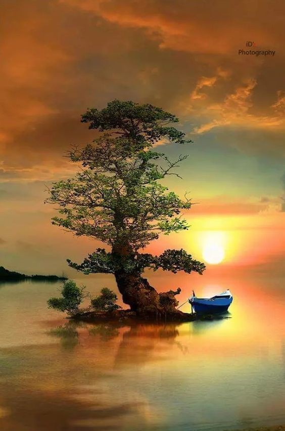 tree