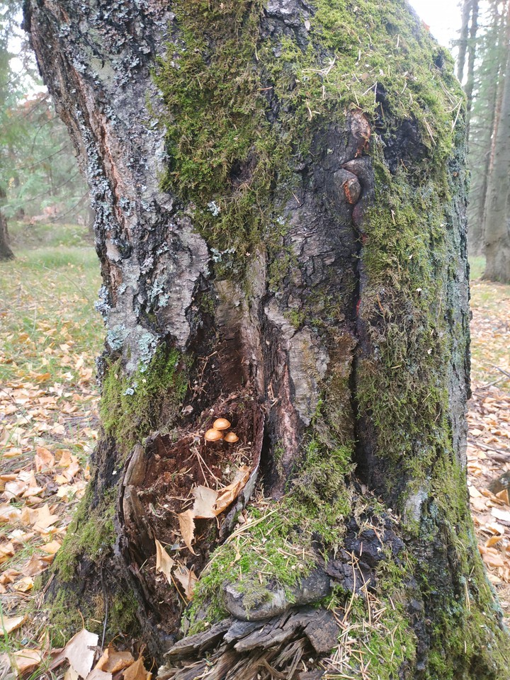 nature