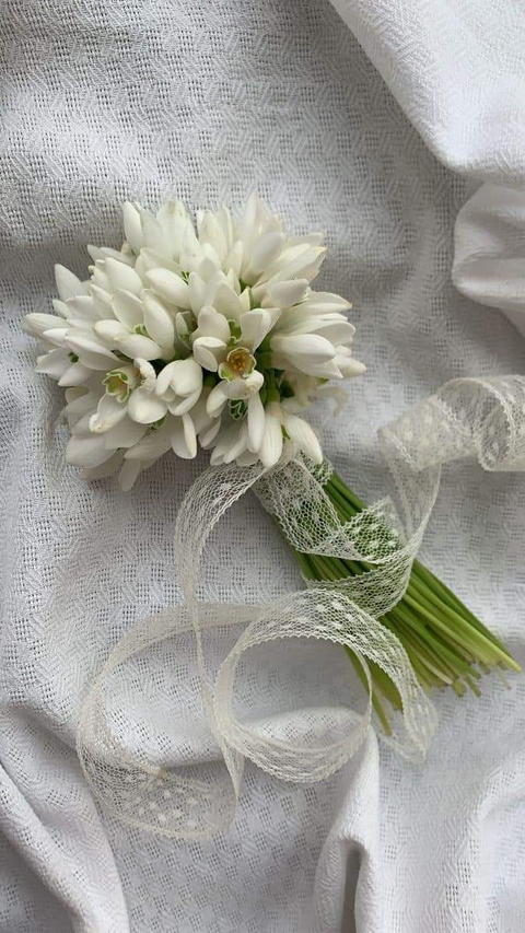 plant, grey壁纸
