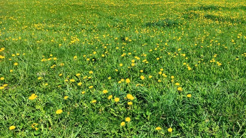 meadow
