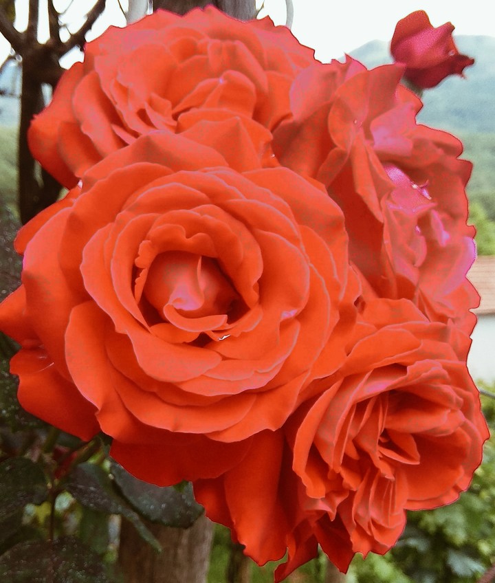 red roses