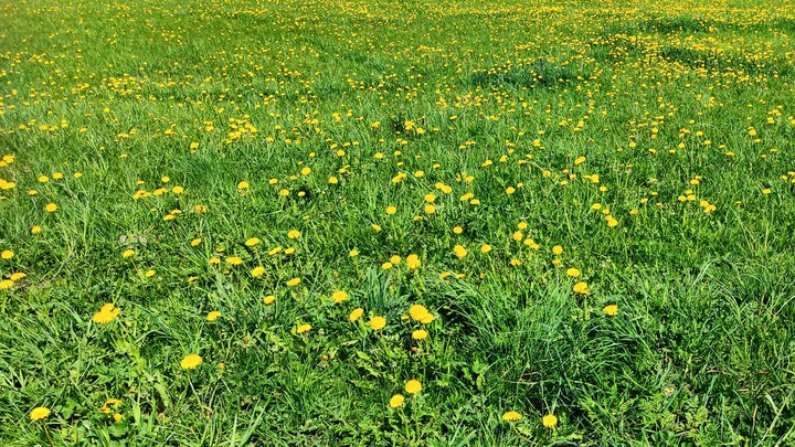 meadow