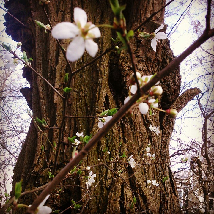 spring