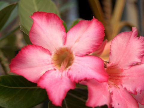 hình nền peach, flower