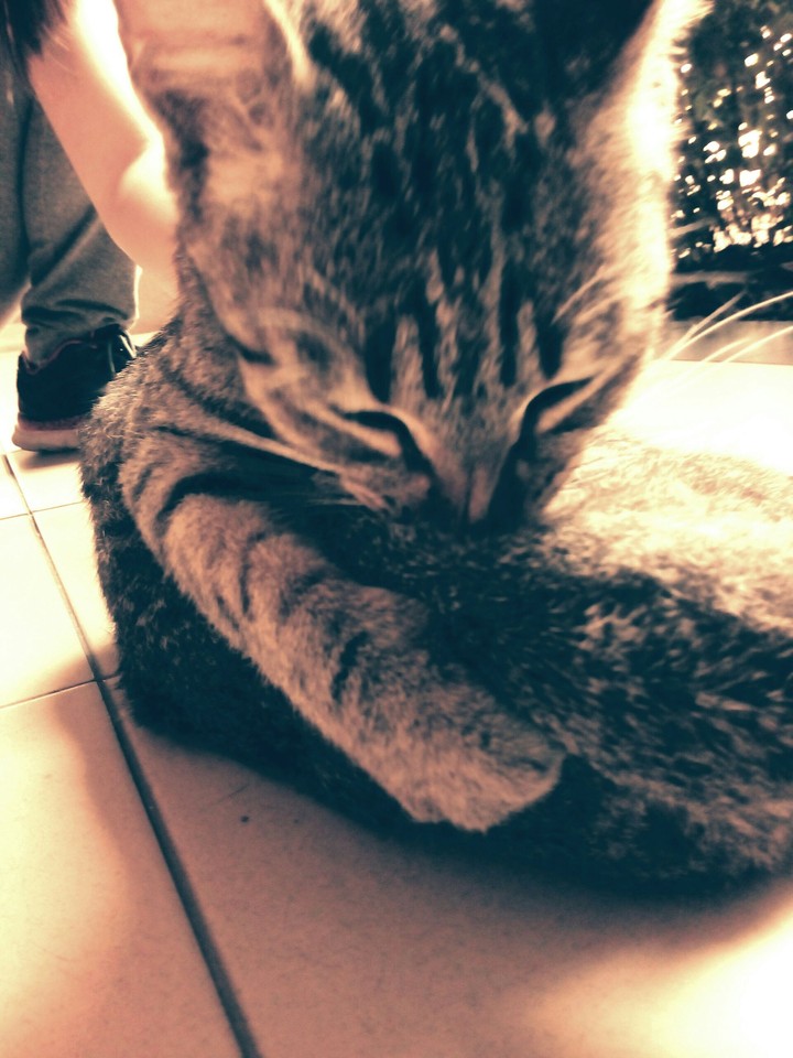 Meow
