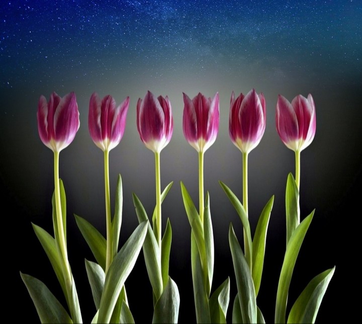 tulip