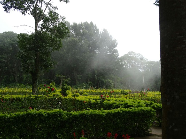 Rose garden, Yercaud