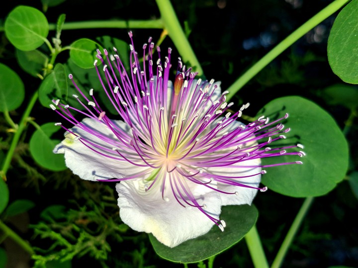 Rare flower