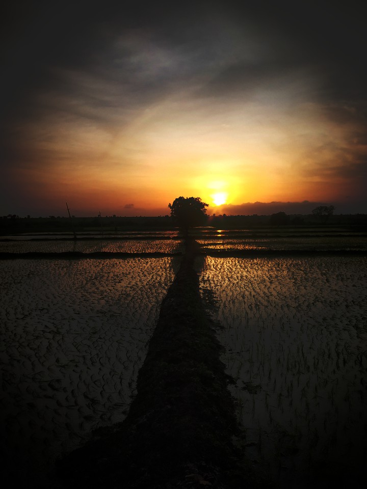 paddy feilds at sunset