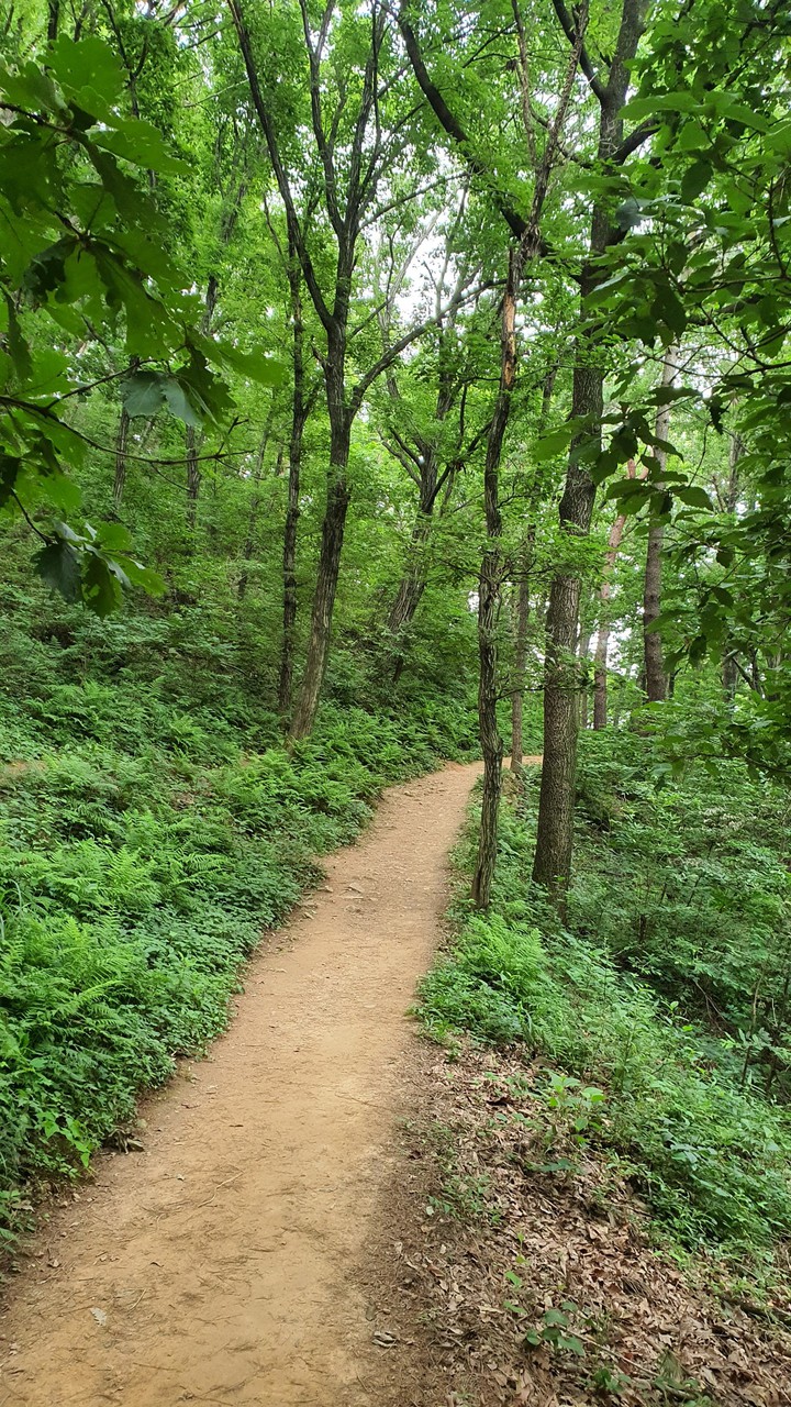 숲속길(road in the woods)