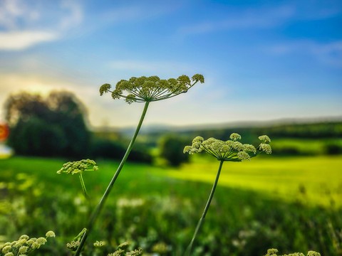 green, Yellow Hintergrundbilder