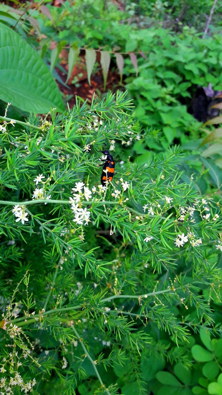 insect in green