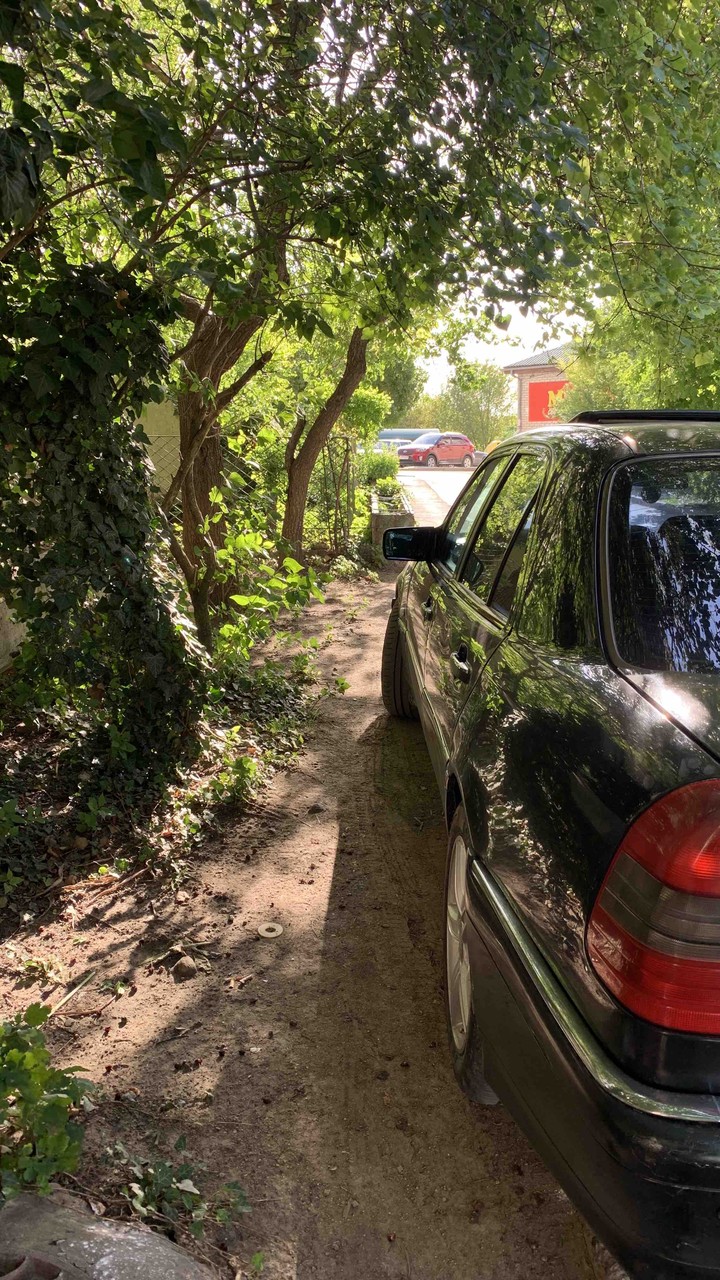 листья и Mercedes